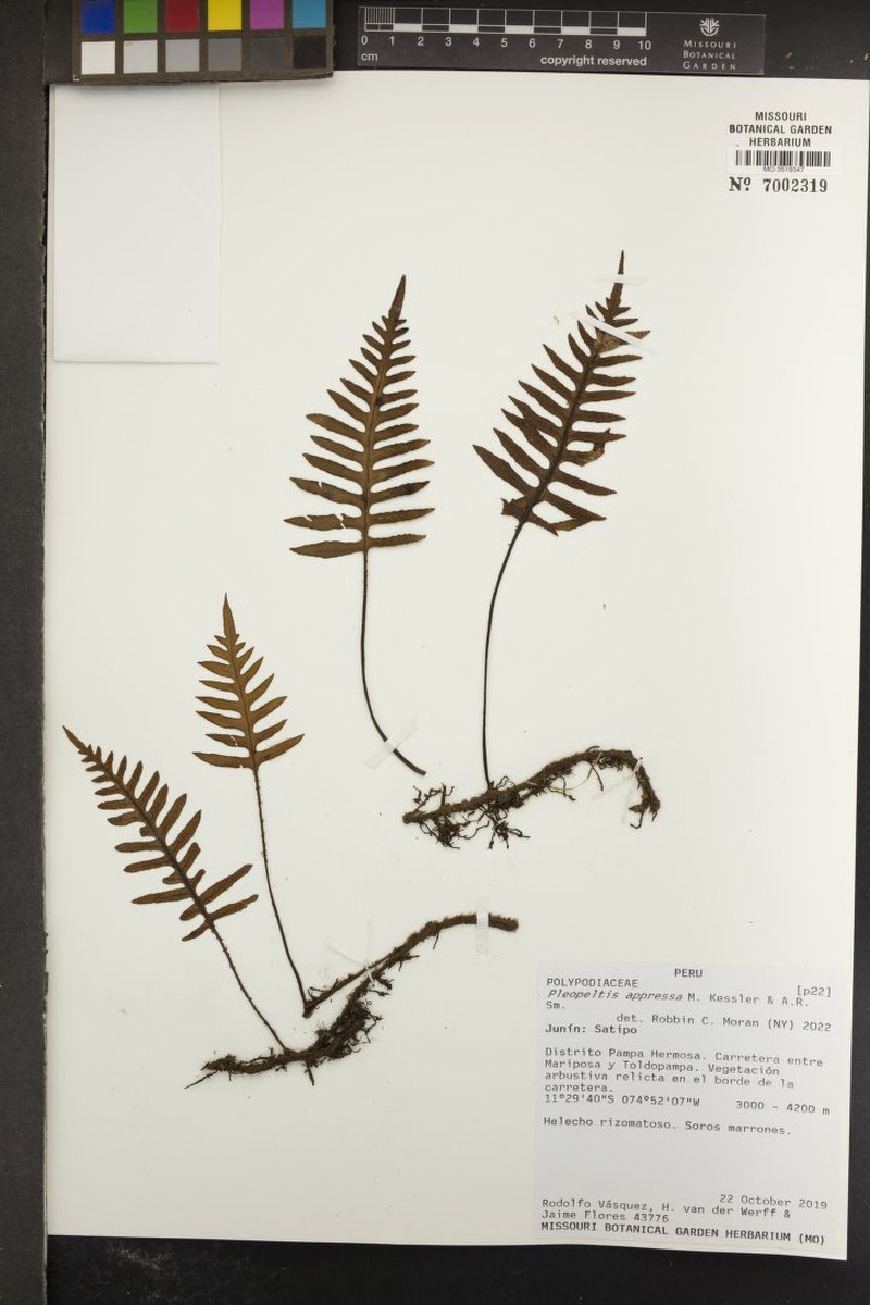 Pleopeltis appressa