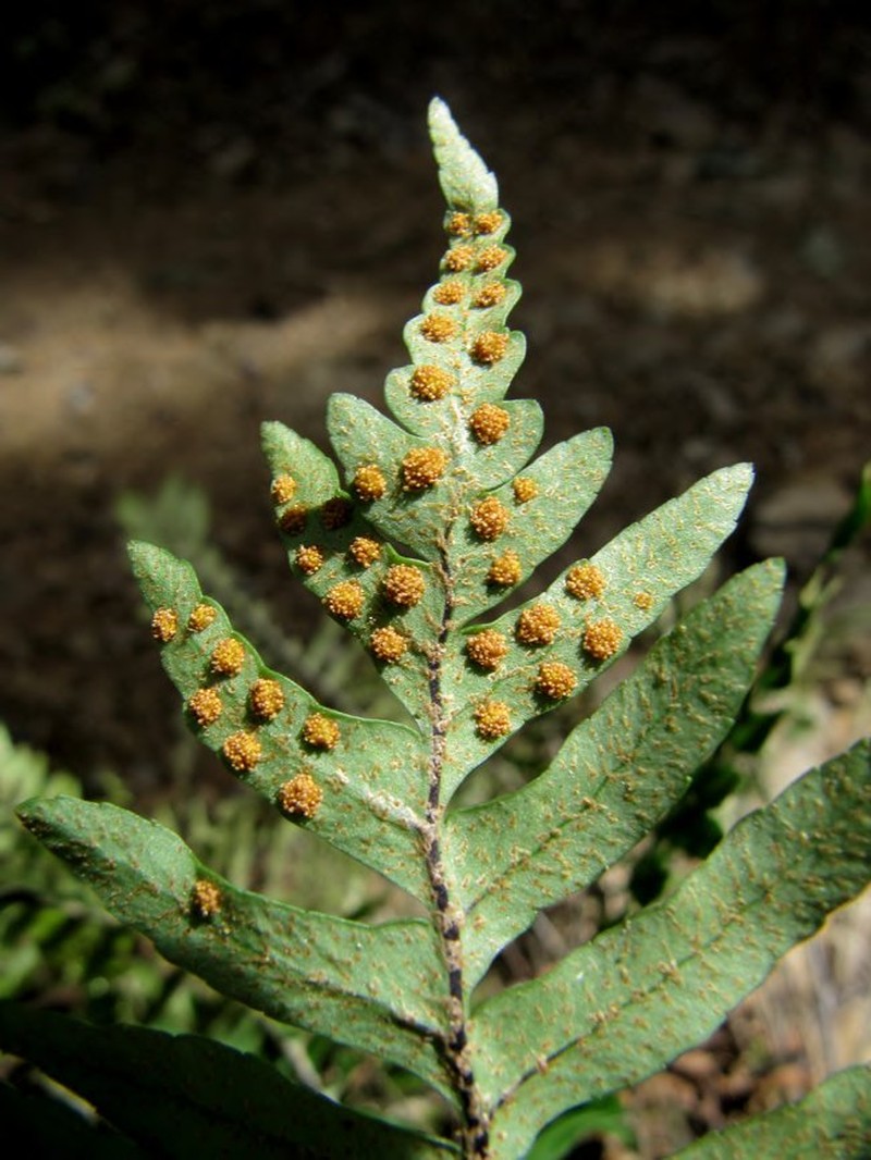 Pleopeltis appressa photo 2