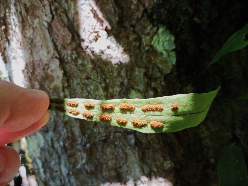 Starscale Fern photo 2