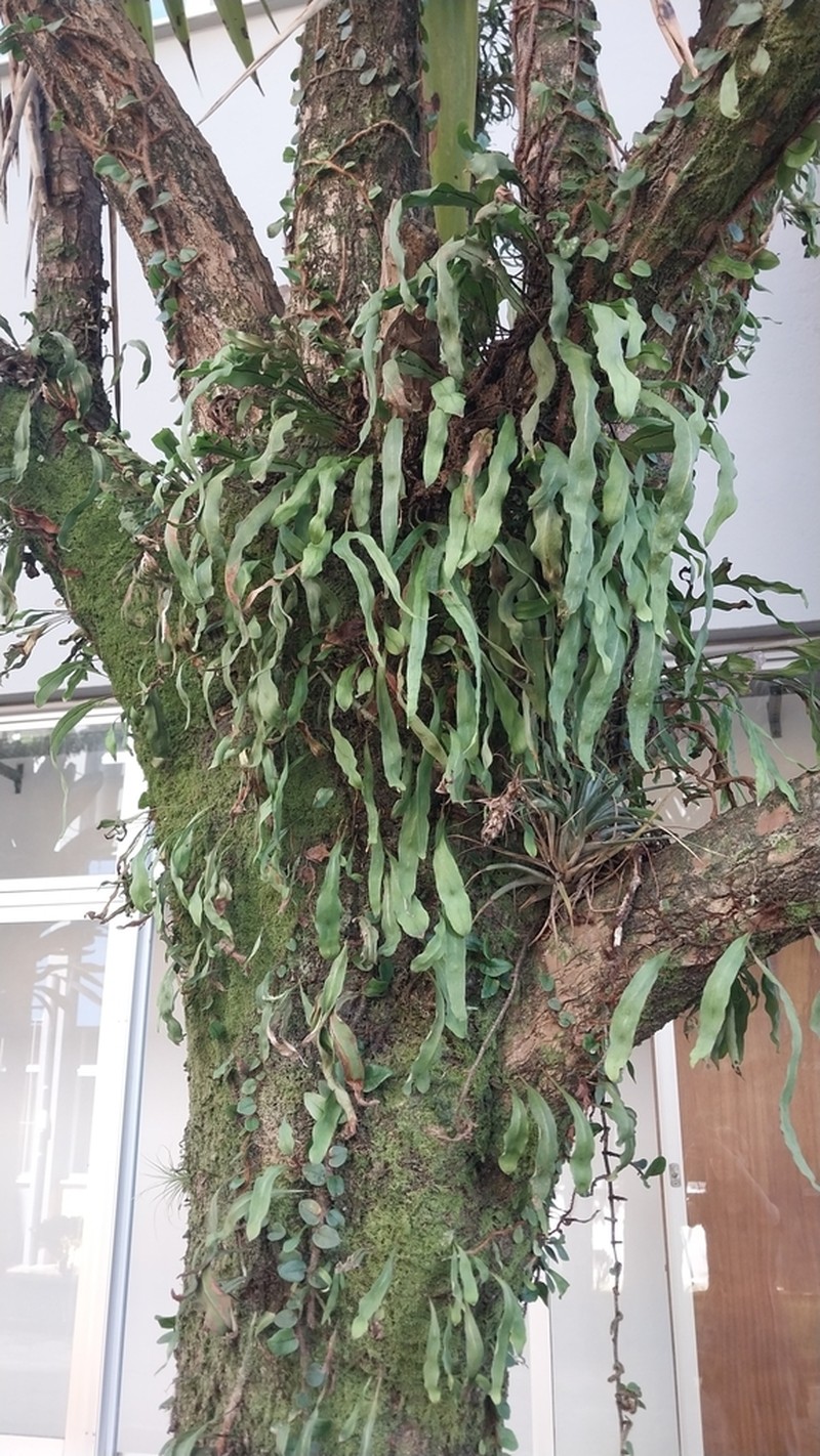 Starscale Fern photo 3