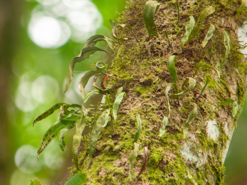 Starscale Fern photo 4