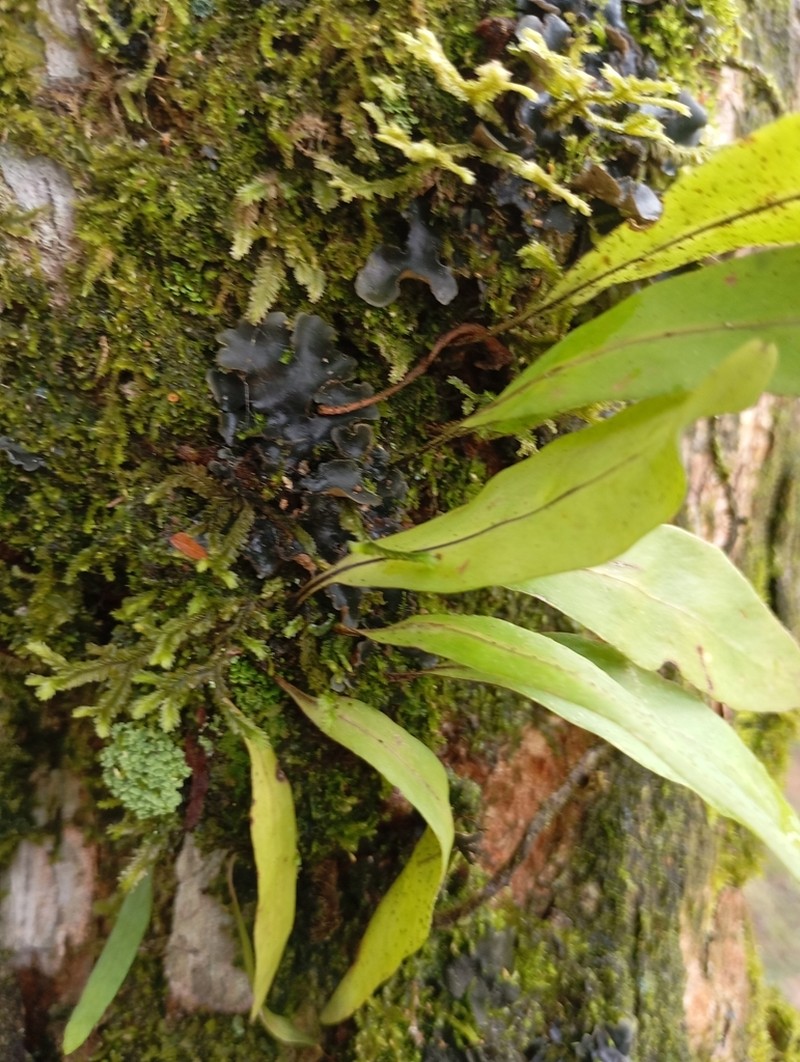 Starscale Fern photo 5
