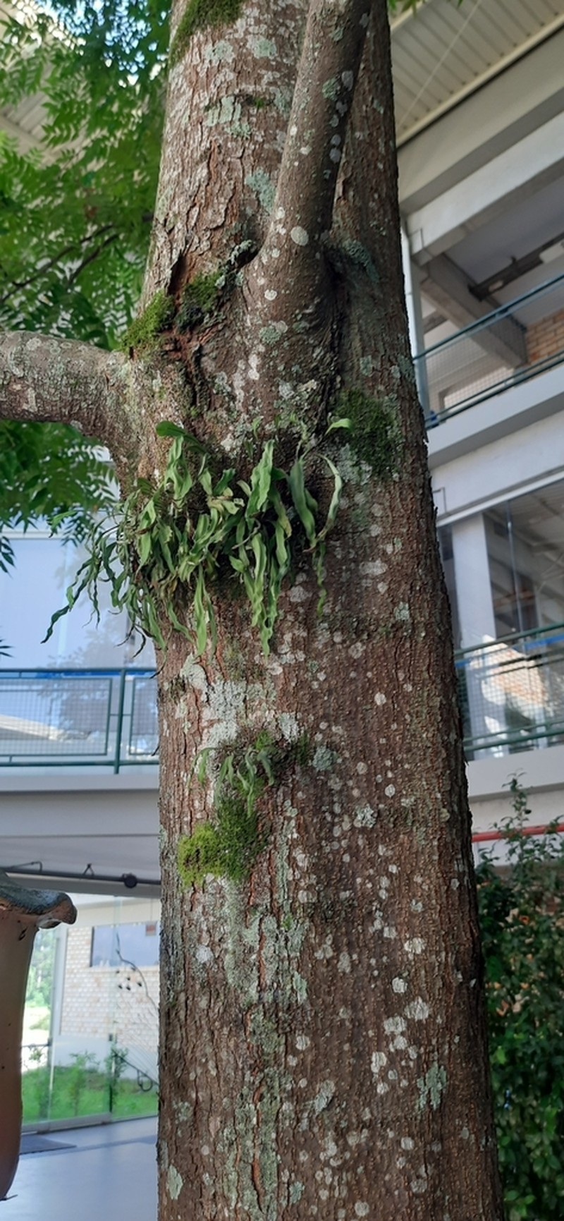 Starscale Fern photo 7