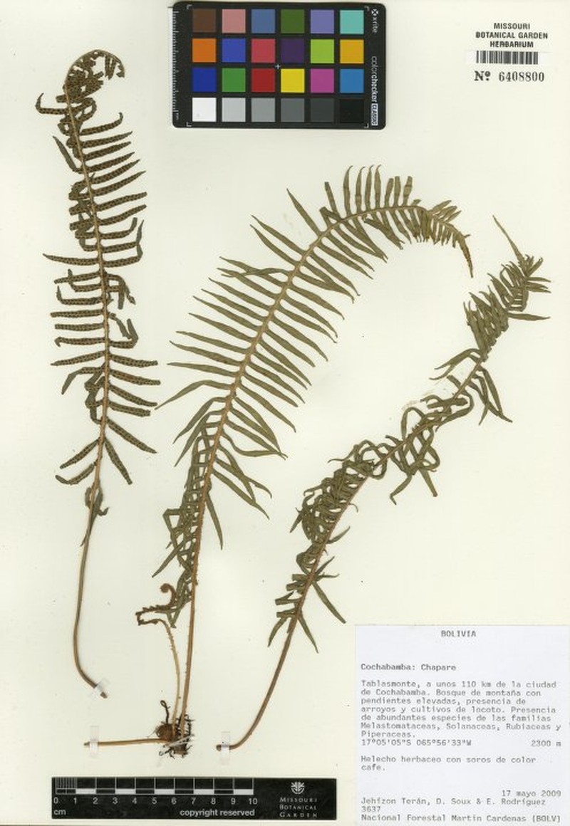 Pleopeltis ballivianii photo 2