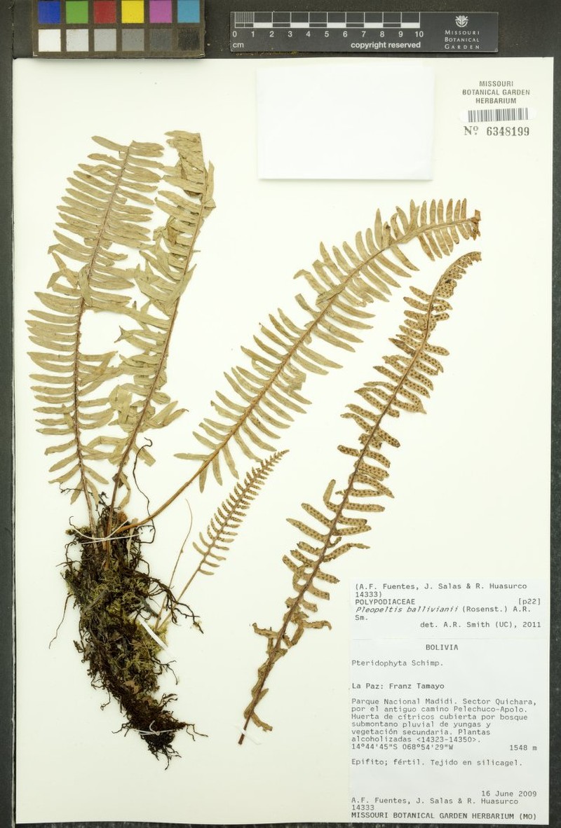 Pleopeltis ballivianii photo 3
