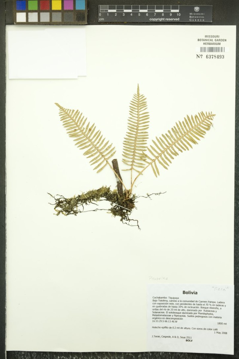 Pleopeltis ballivianii photo 4