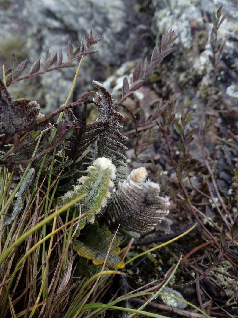 Pleopeltis bombycina photo 4
