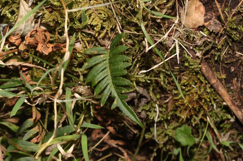 Pleopeltis buchtienii photo 8