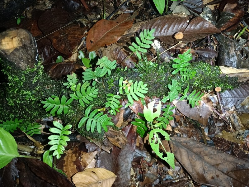 Pleopeltis burchellii