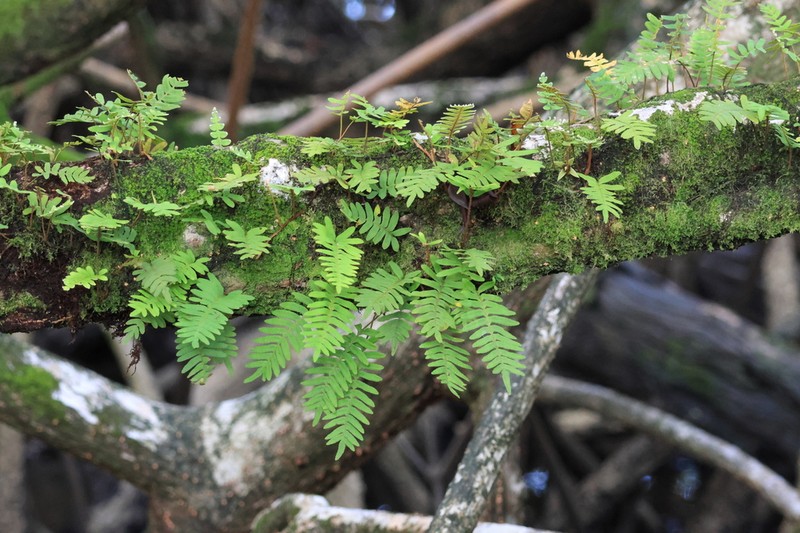 Pleopeltis burchellii photo 5