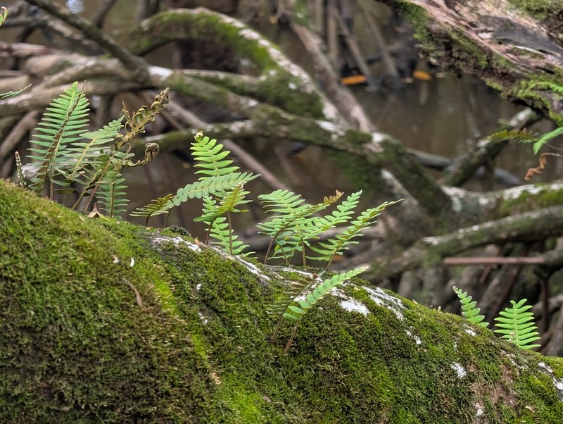 Pleopeltis burchellii photo 6