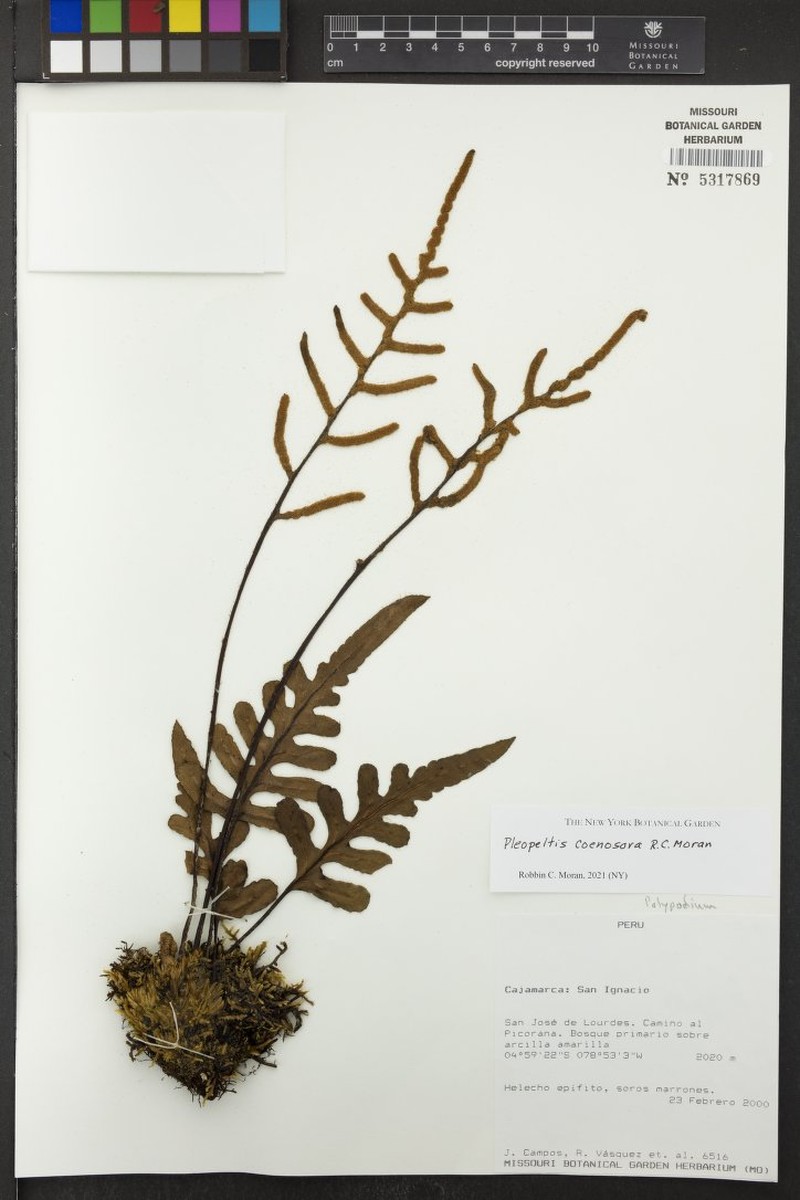 Pleopeltis coenosora photo 3