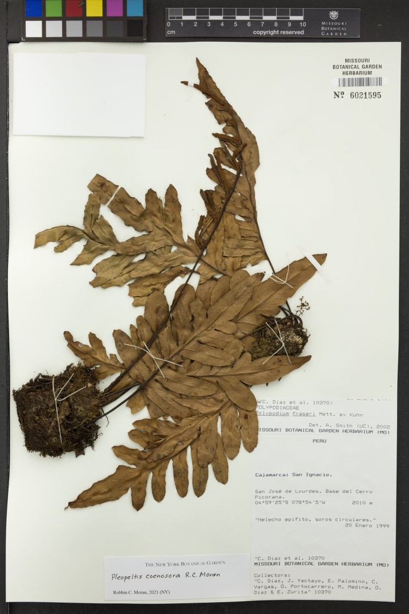 Pleopeltis coenosora photo 4