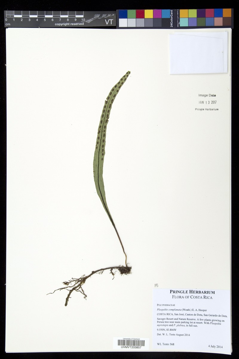 Pleopeltis complanata