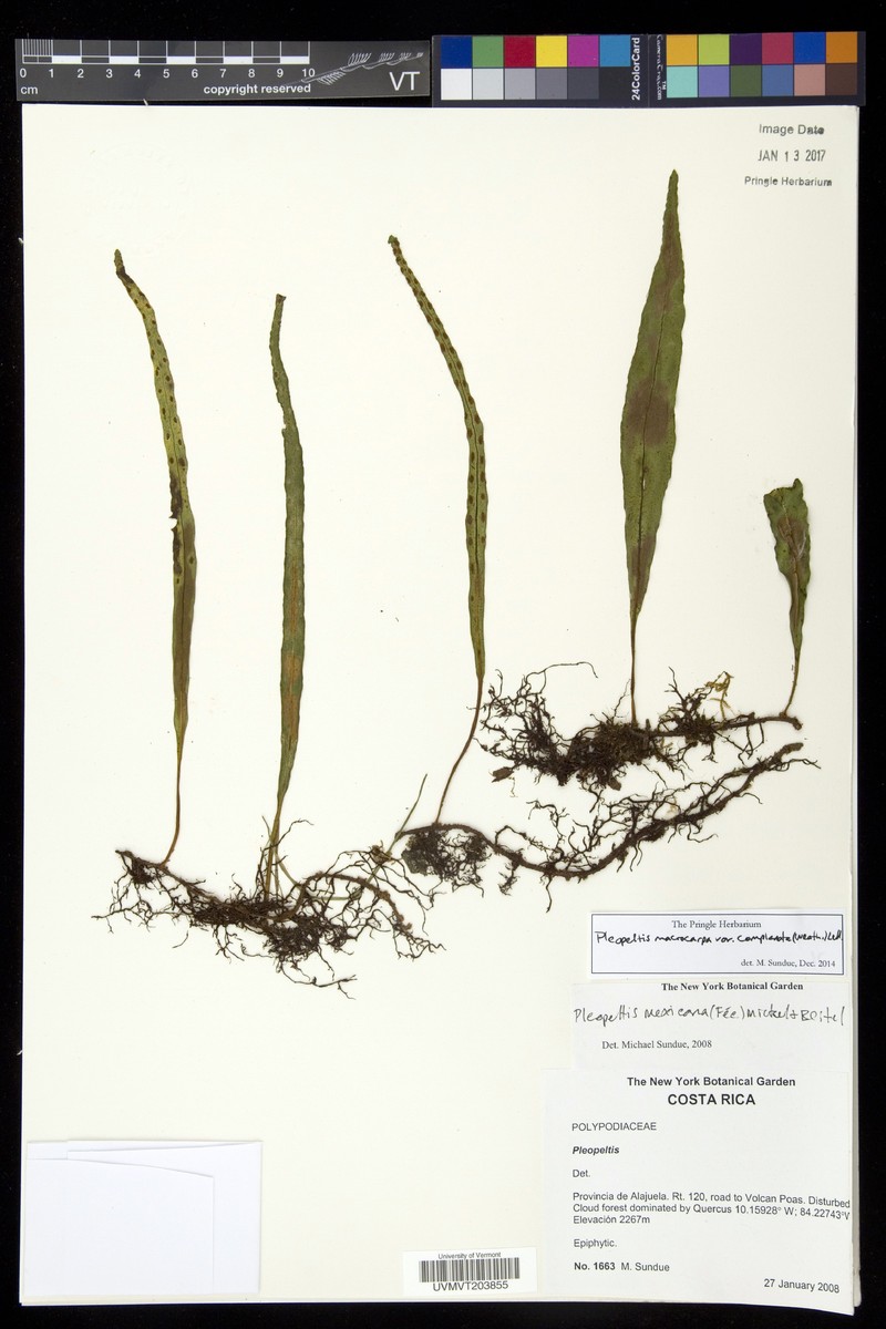 Pleopeltis complanata photo 2