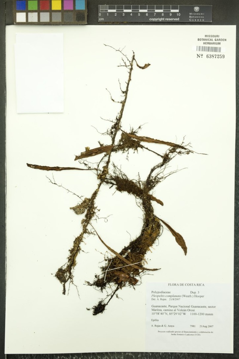 Pleopeltis complanata photo 3