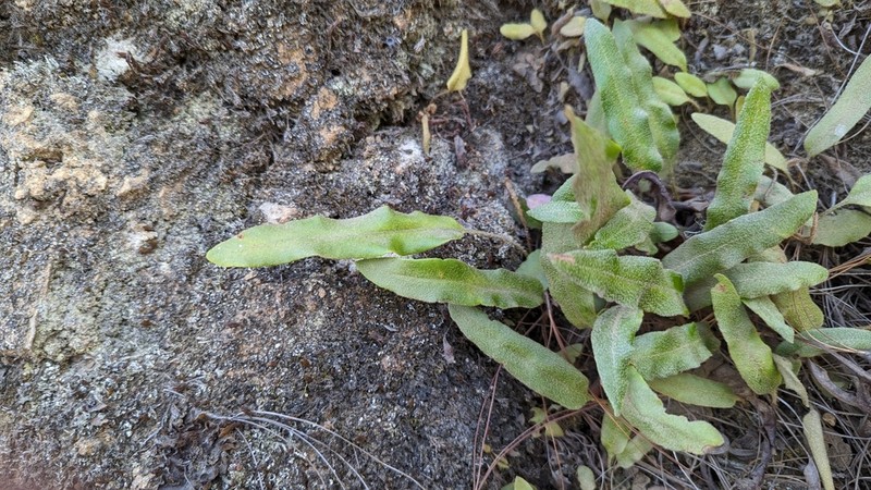 Pleopeltis conzattii photo 2