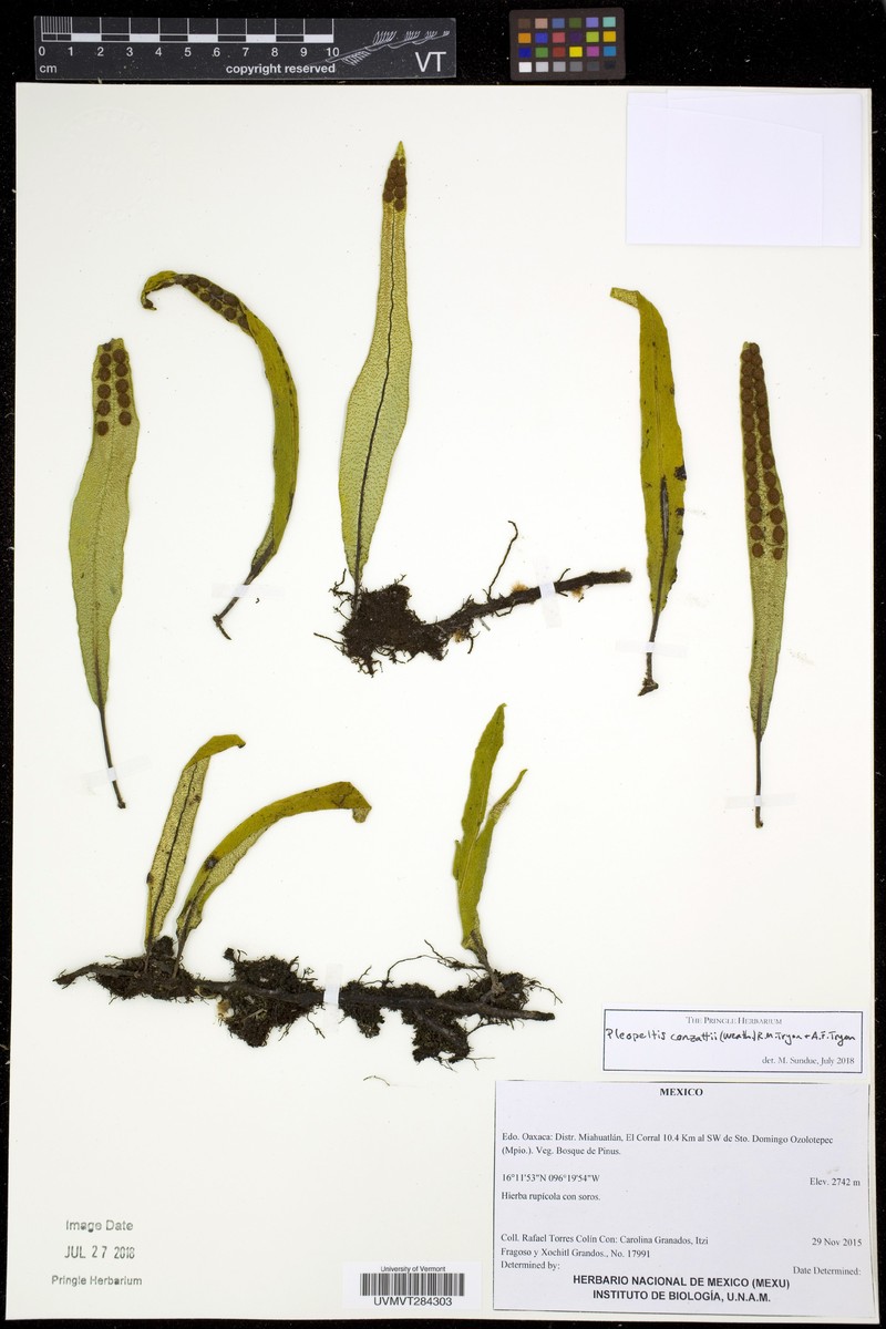 Pleopeltis conzattii photo 4