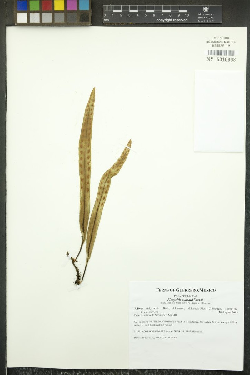 Pleopeltis conzattii photo 5