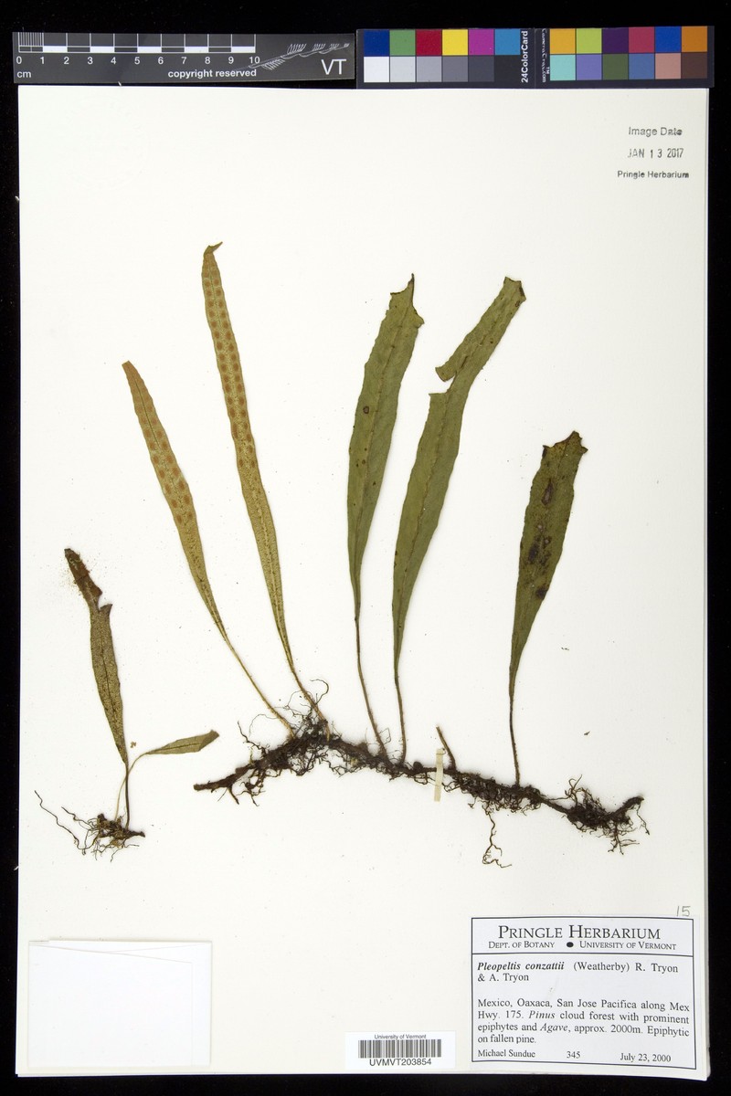Pleopeltis conzattii photo 6