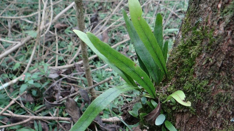 Pleopeltis crassinervata