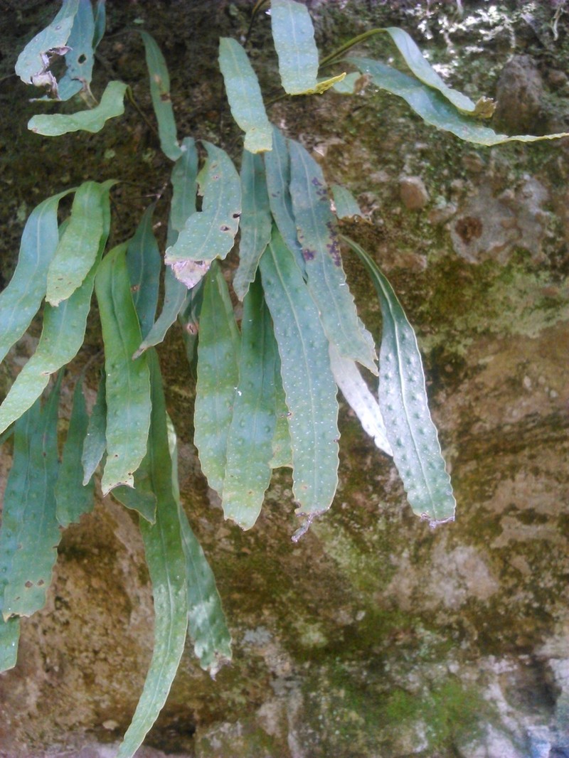 Pleopeltis crassinervata photo 3