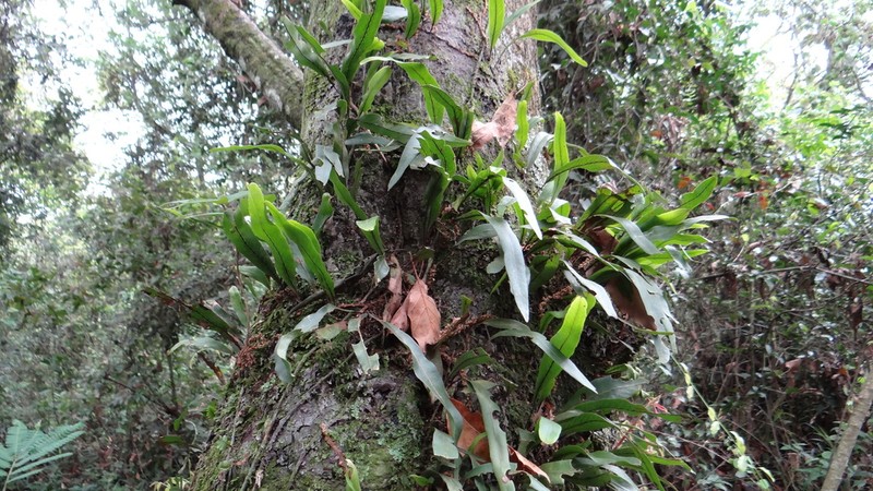 Pleopeltis crassinervata photo 4