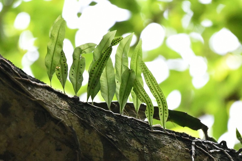 Pleopeltis crassinervata photo 5