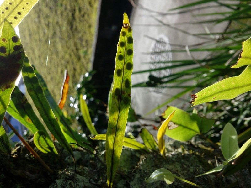 Pleopeltis crassinervata photo 6