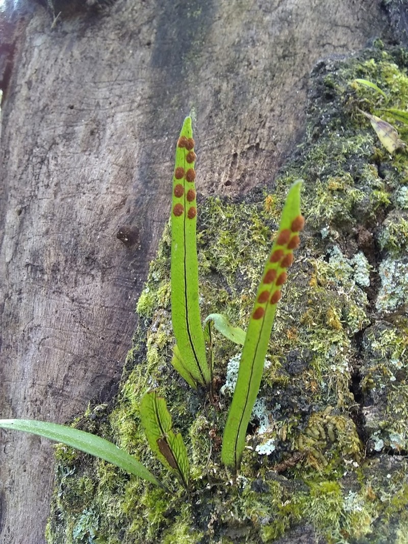 Pleopeltis crassinervata photo 7