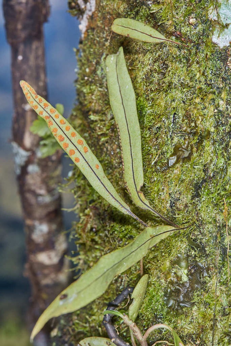 Pleopeltis crassinervata photo 8