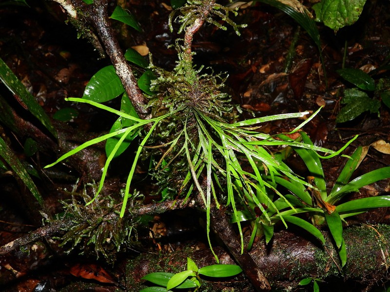 Pleopeltis desvauxii photo 3
