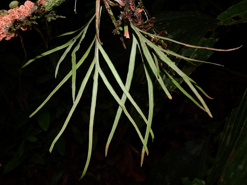 Pleopeltis desvauxii photo 5