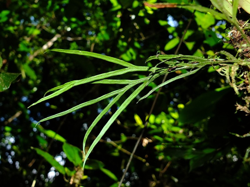 Pleopeltis desvauxii photo 6