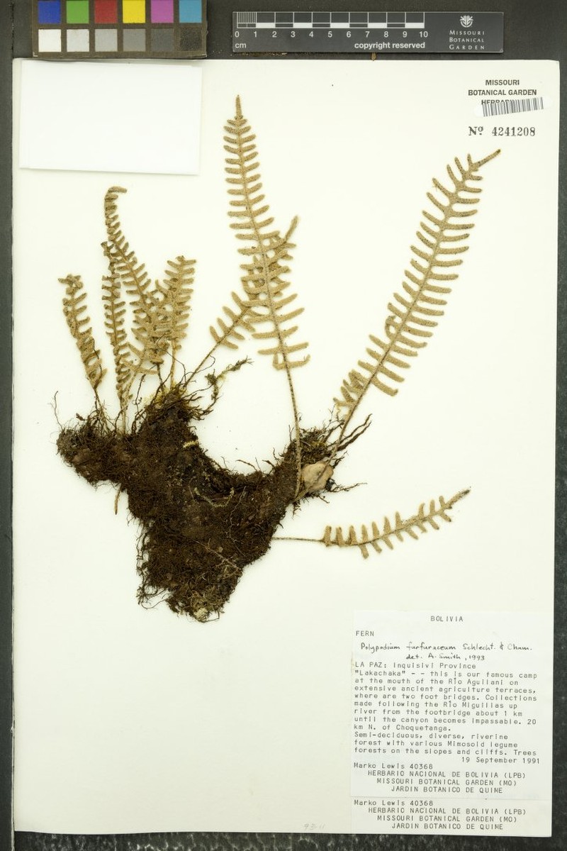 Pleopeltis disjuncta