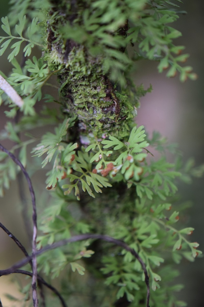 Pleopeltis fallax photo 2