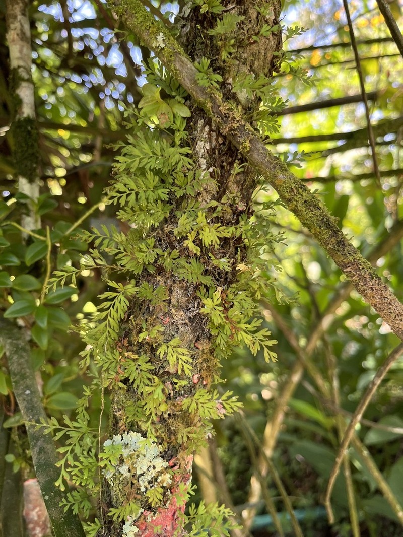 Pleopeltis fallax photo 3