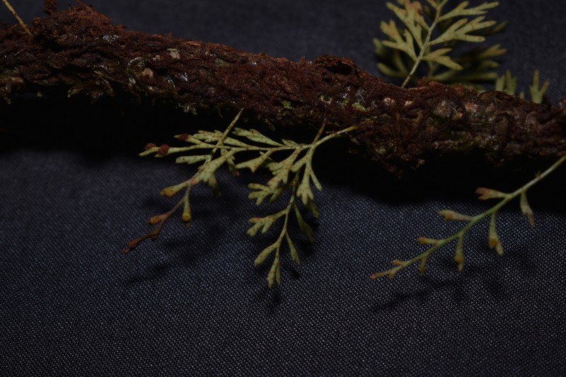 Pleopeltis fallax photo 5