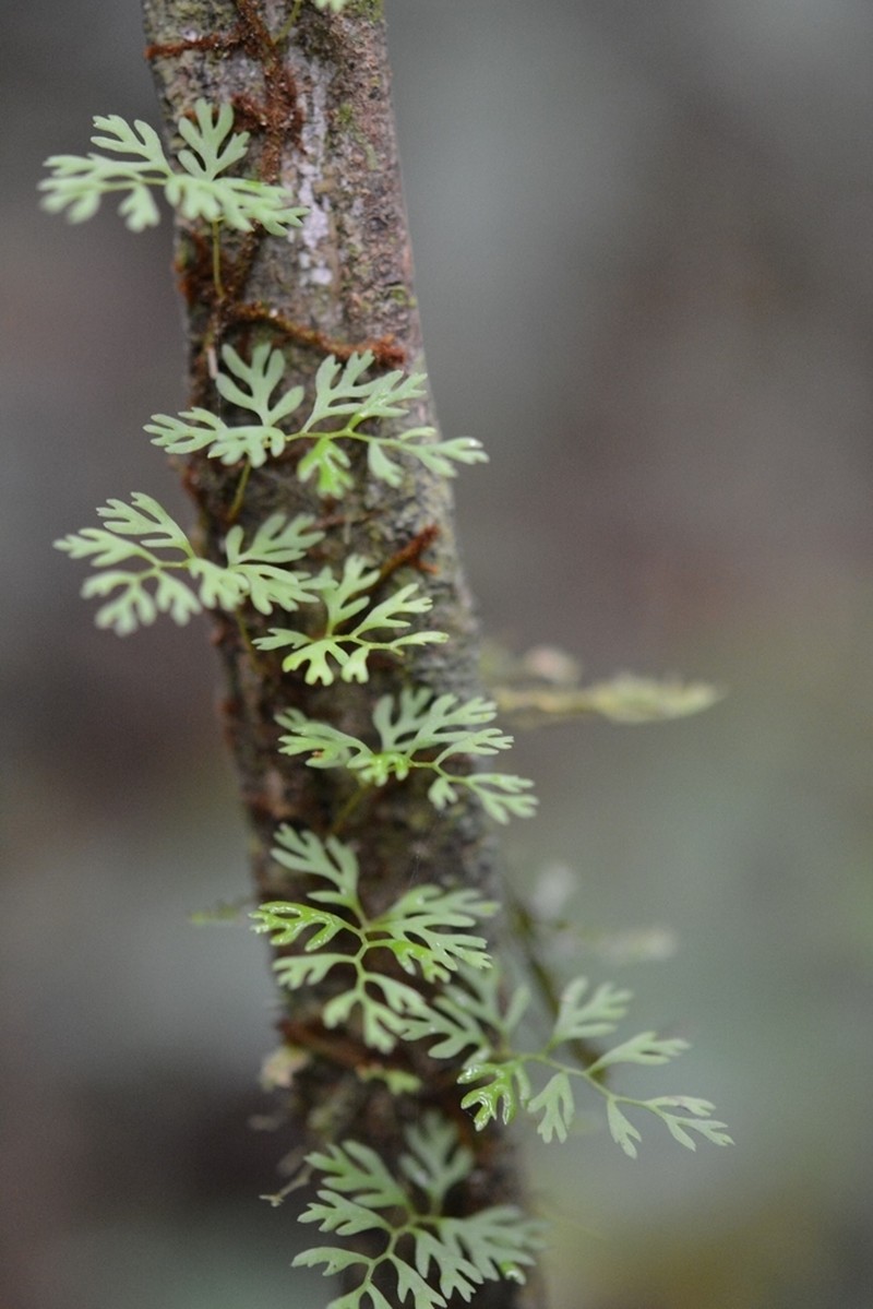 Pleopeltis fallax photo 6