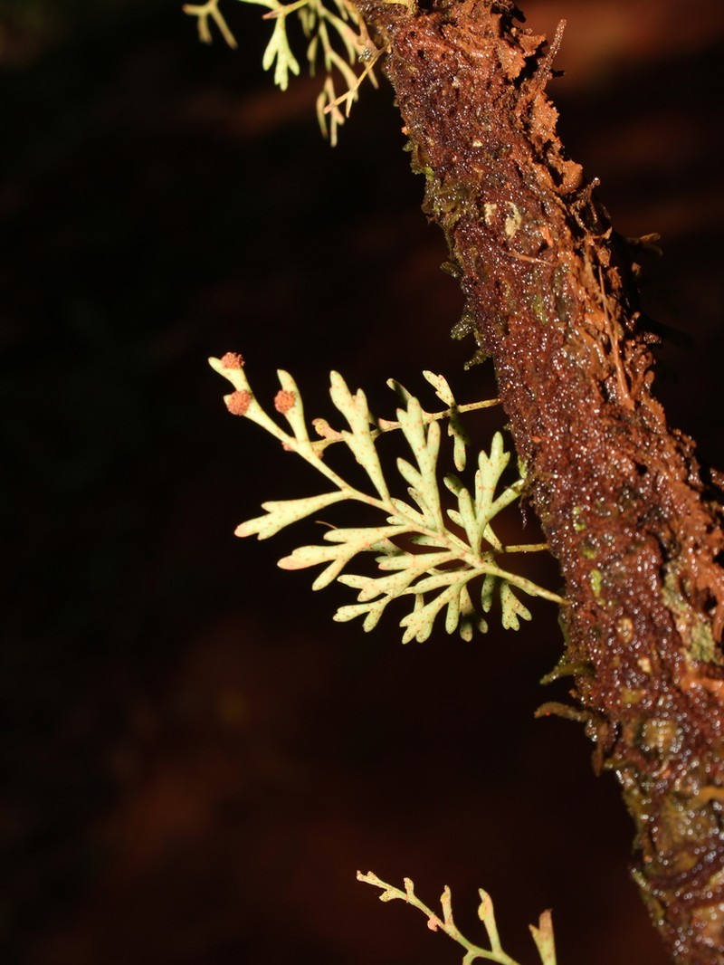 Pleopeltis fallax photo 7