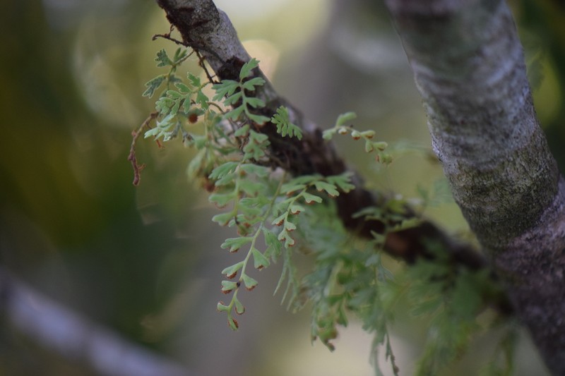 Pleopeltis fallax photo 8