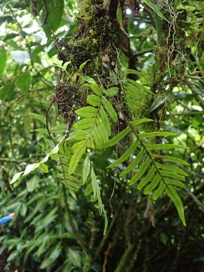 Pleopeltis fraseri