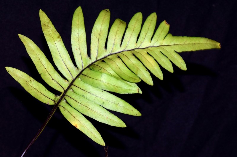 Pleopeltis fraseri photo 2