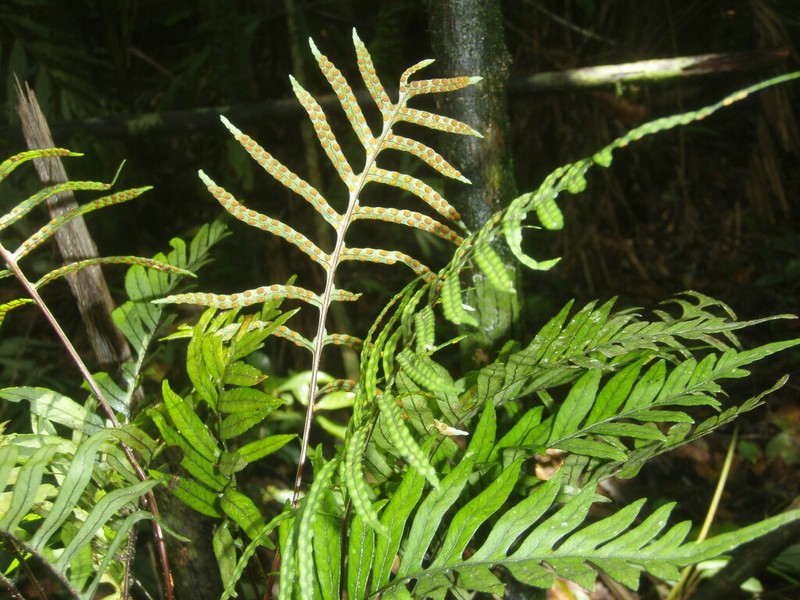 Pleopeltis fraseri photo 3
