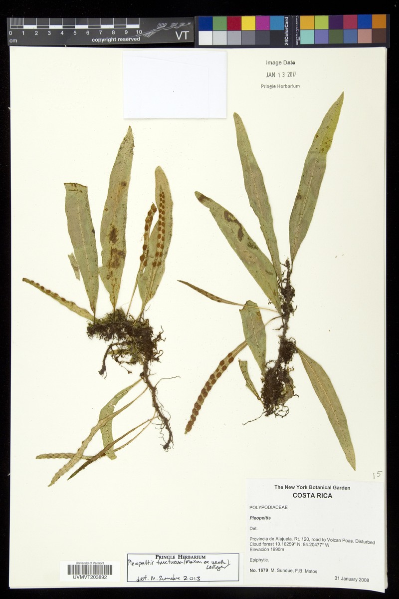 Pleopeltis fructuosa