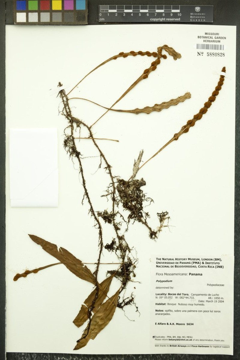 Pleopeltis fructuosa photo 2