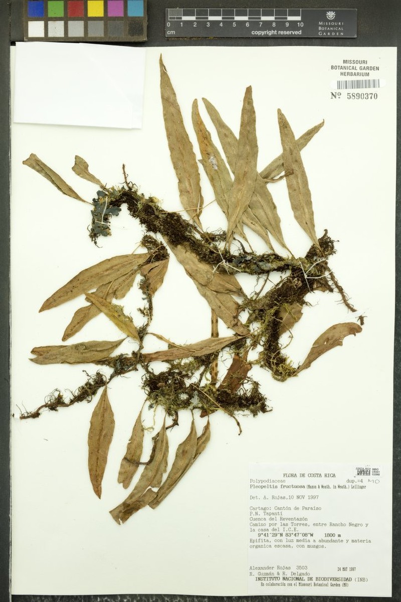 Pleopeltis fructuosa photo 3