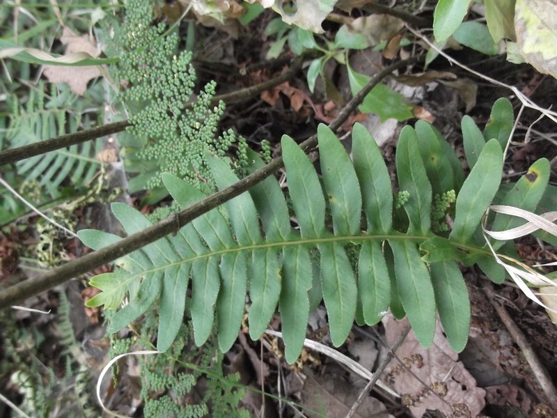 Pleopeltis guttata