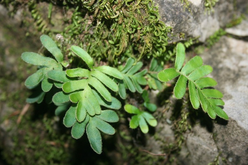 Pleopeltis guttata photo 5
