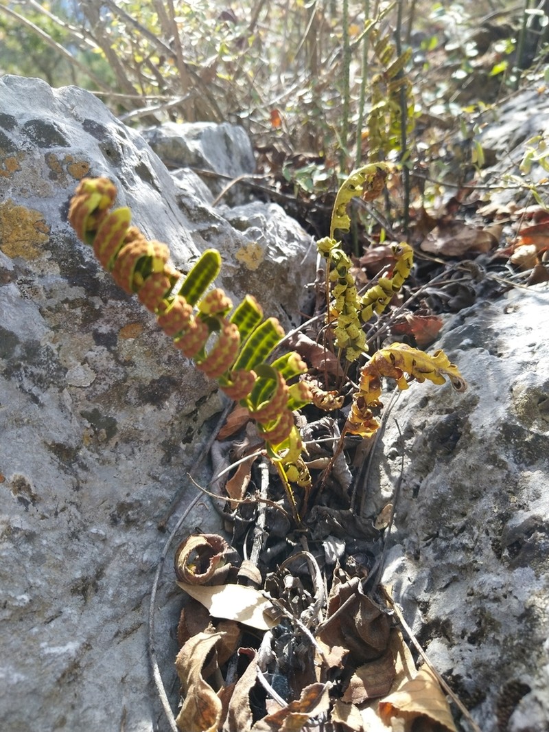 Pleopeltis guttata photo 8